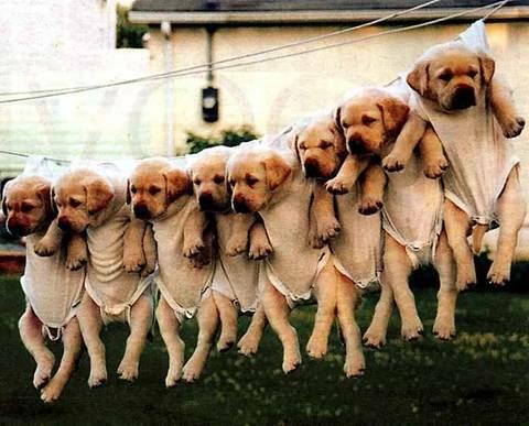 WHY Does Your DOG and HORSE Need More Adult Stem Cells? WHY Does Your DOG and HORSE Need More Adult Stem Cells?