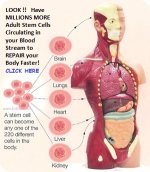 stem cells in your body