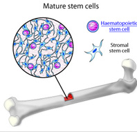 stem cells bone marrow