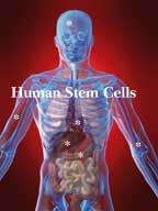 Your Own Adult Stem  Cells Repair Your  Body
